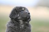 DOGUE DU TIBET 776